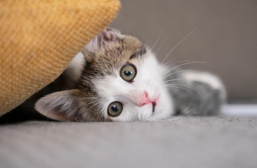 Chats au Maroc races de chats disponibles à la vente ou à l’adoption